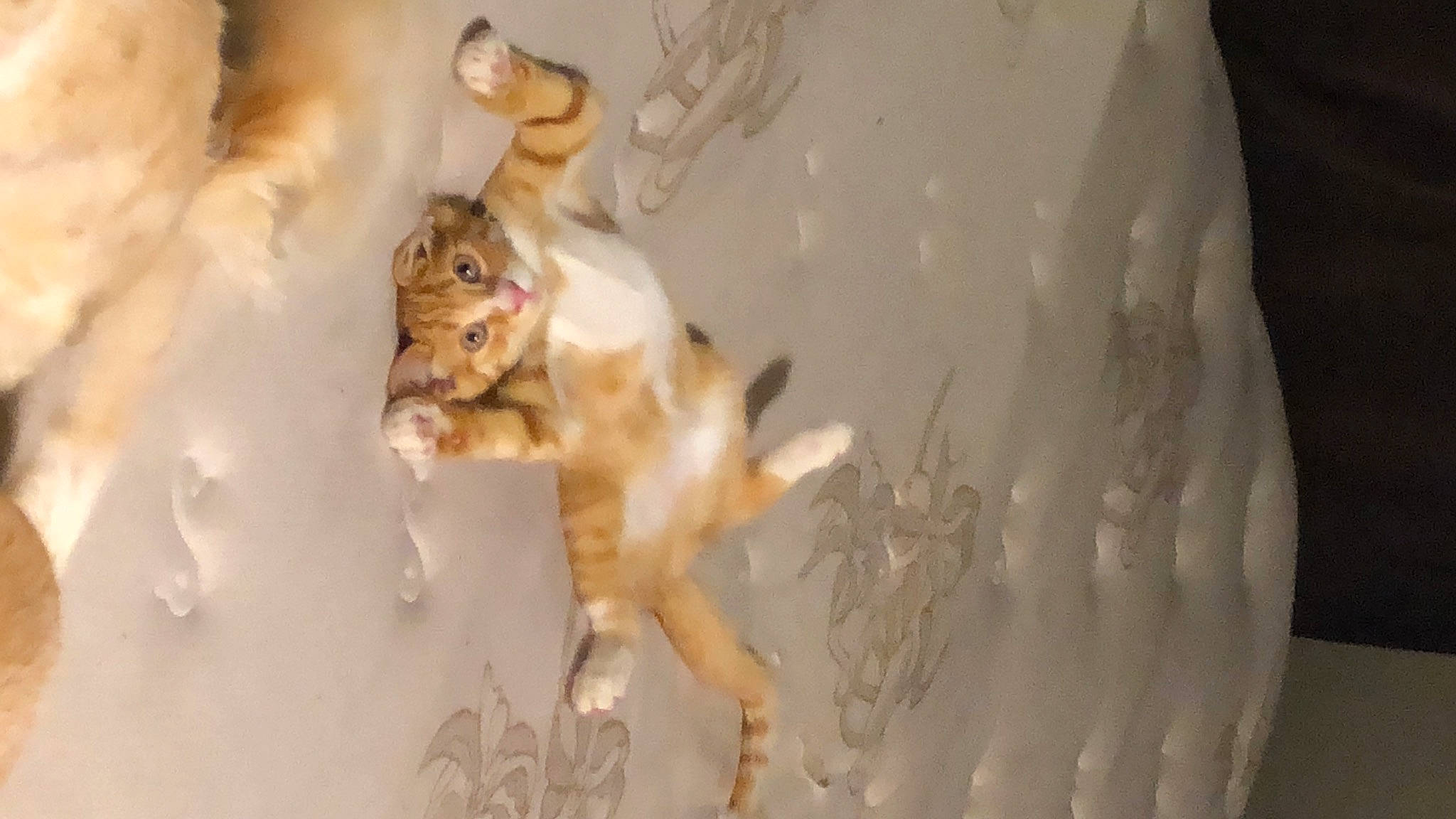 Alexander Hamilton is registered to the contest to win money with this photo: art, fawn, felidae, fur, paw, plant, plant_stem, shadow, small_to_medium_sized_cats, tail, terrestrial_animal, tree, twig, whiskers, wildlife, winter, wood