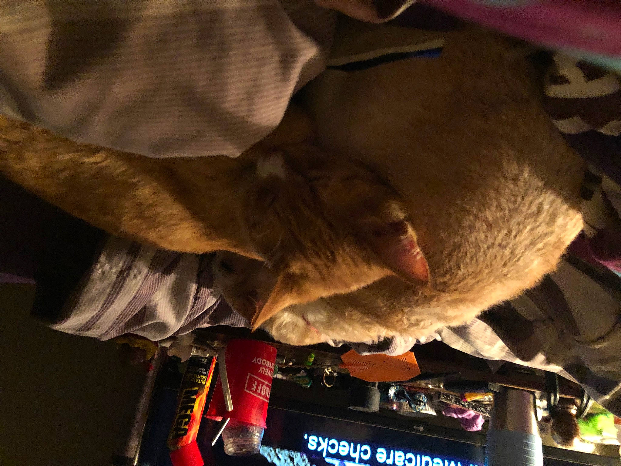 Alexander Hamilton joined the competition — help win amazing prizes! auto_part, automotive_exterior, automotive_lighting, fun, fur, motor_vehicle, personal_protective_equipment, sporting_group, tire, tree, vehicle