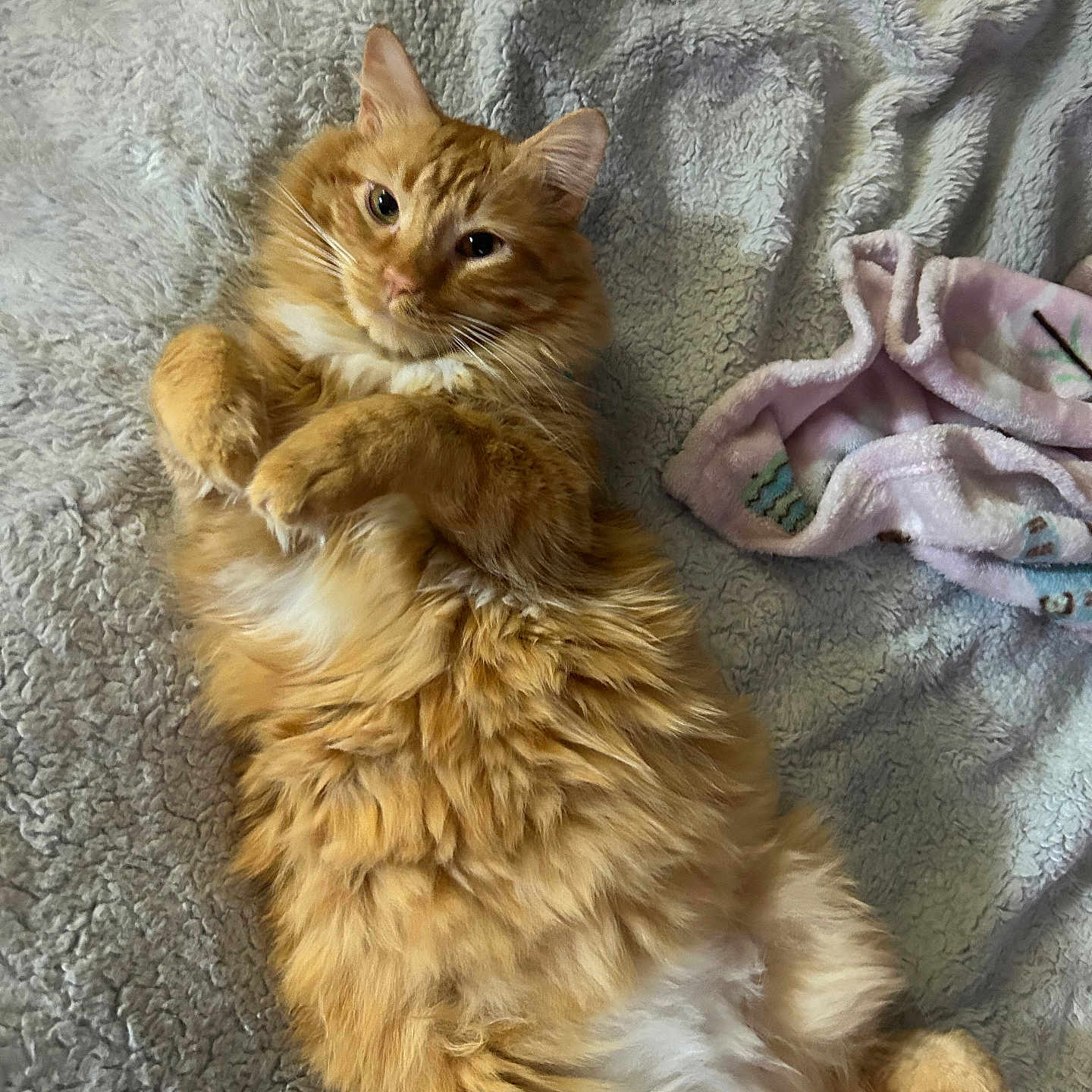 Butterballs is registered to the contest to win money with this photo: abyssinian, angora, animal, bed, blanket, cat, couch, furniture, hardwood, homedecor, kitten, laundry, linen, manx, person, pet, quilt, siamese, towel, wood