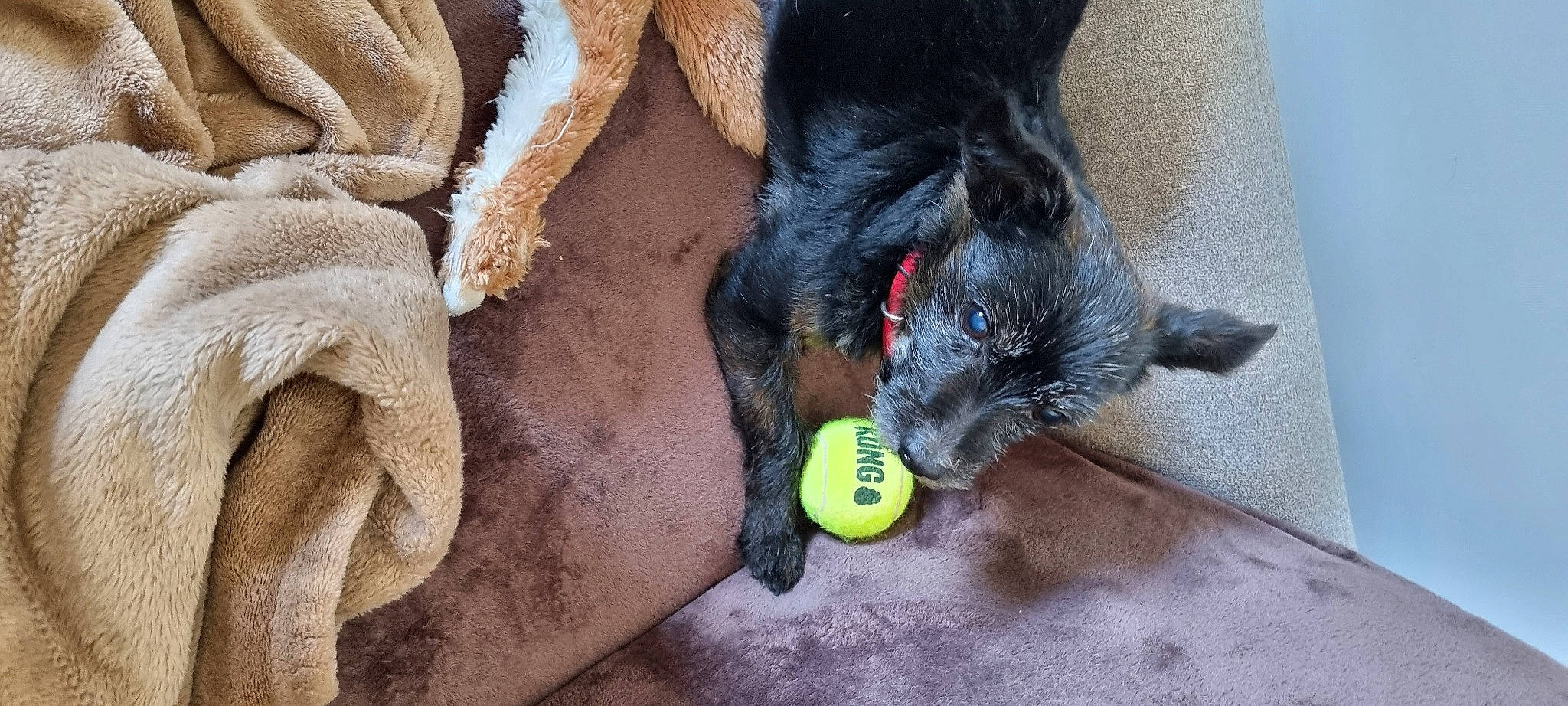 Dora a rejoint le concours — aidez-le/la à gagner de superbes lots ! ball, canidae, carnivore, claw, companion_dog, dog, dog_breed, dog_supply, dog_toy, fawn, foot, fur, guard_dog, paw, snout, sporting_group, tail, tennis_ball, whiskers, working_animal