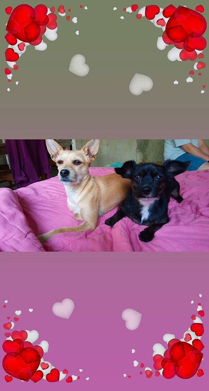 Dora participe au concours pour gagner de l'argent avec cette photo : canidae, carnivore, chihuahua, companion_dog, dog, dog_breed, fawn, heart, paw, pembroke_welsh_corgi, puppy, puppy_love, rat_terrier, toy_dog