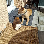 Livio a rejoint le concours — aidez-le/la à gagner de superbes lots ! animal, black, brown, bunny, companions, curious, dog, door, doormat, fur, outdoor, pet, resting, shadow, small, sunlight, sunny, texture, tile, white