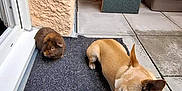 Livio participe au concours pour gagner de l'argent avec cette photo : animal, animal_friendship, brown_guinea_pig, companion, cozy, dog, domestic_animals, floor, guinea_pig, light_brown_dog, mat, outdoor, patio, pet, pet_shelter, relaxing, resting, small_animals, stucco_wall, texture