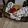 Livio a rejoint le concours — aidez-le/la à gagner de superbes lots ! bedding, carnivore, comfort, companion_dog, couch, dog, dog_breed, fawn, felidae, floor, flooring, fur, hardwood, human_leg, linens, living_room, pattern, throw_pillow, wood, wood_flooring