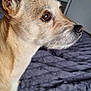animal, bed, bedroom, blanket, blurred_background, brown_eyes, canine, companion, dog, domestic_animal, ears, fur, fur_texture, indoors, looking_away, person, pet, resting, side_profile, snout