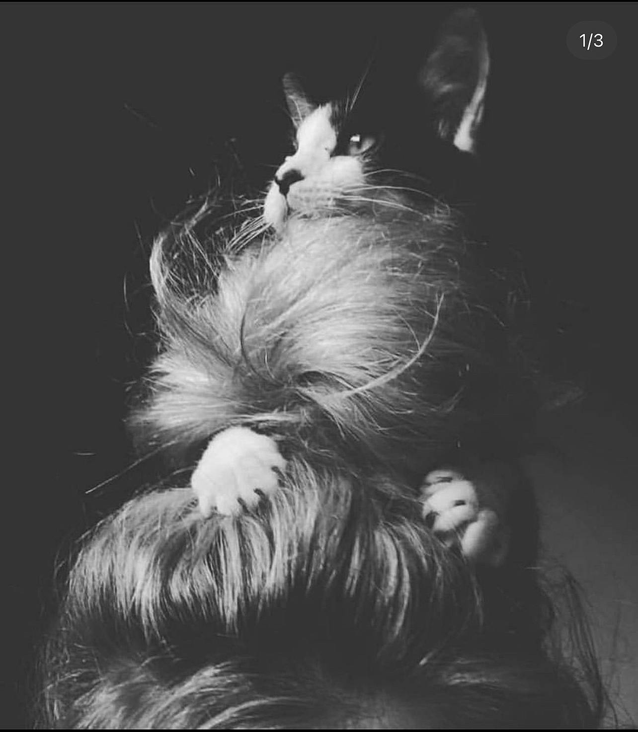 Colt joined the competition — help win amazing prizes! beard, canidae, comfort, companion_dog, darkness, dog_breed, flash_photography, fur, gesture, happy, leg, monochrome, monochrome_photography, nap, sitting, small_terrier, snout, still_life_photography, toy_dog, whiskers