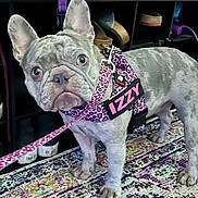 Izzy joined the competition — help win amazing prizes! carpet, close_up, curious_expression, dog, ears, french_bulldog, harness, home_interior, indoor, izzy, leash, leopard_print, name_patch, pet, pink, rug, shoe_rack, shoes, standing, wrinkled_face