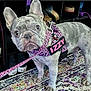 carpet, close_up, curious_expression, dog, ears, french_bulldog, harness, home_interior, indoor, izzy, leash, leopard_print, name_patch, pet, pink, rug, shoe_rack, shoes, standing, wrinkled_face