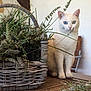 cat, white_cat, heterochromia, blue_eye, green_eye, basket, wicker_basket, lavender, dried_flowers, wooden_table, wooden_chair, indoor, plant, pet, animal, feline, sitting, table, home_interior, relaxing