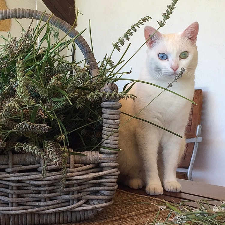 Idemus