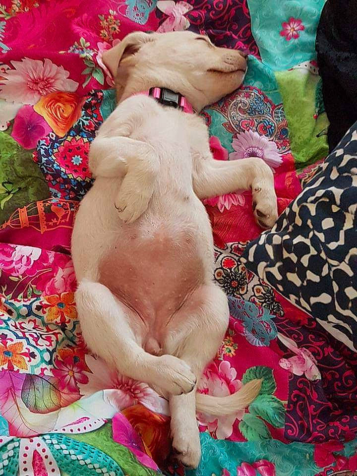 Skylah joined the competition — help win amazing prizes! art, canidae, carnivore, companion_dog, dog, dog_breed, fawn, pink, plush, puppy, puppy_love, sporting_group, stuffed_toy, teddy_bear, textile, toy