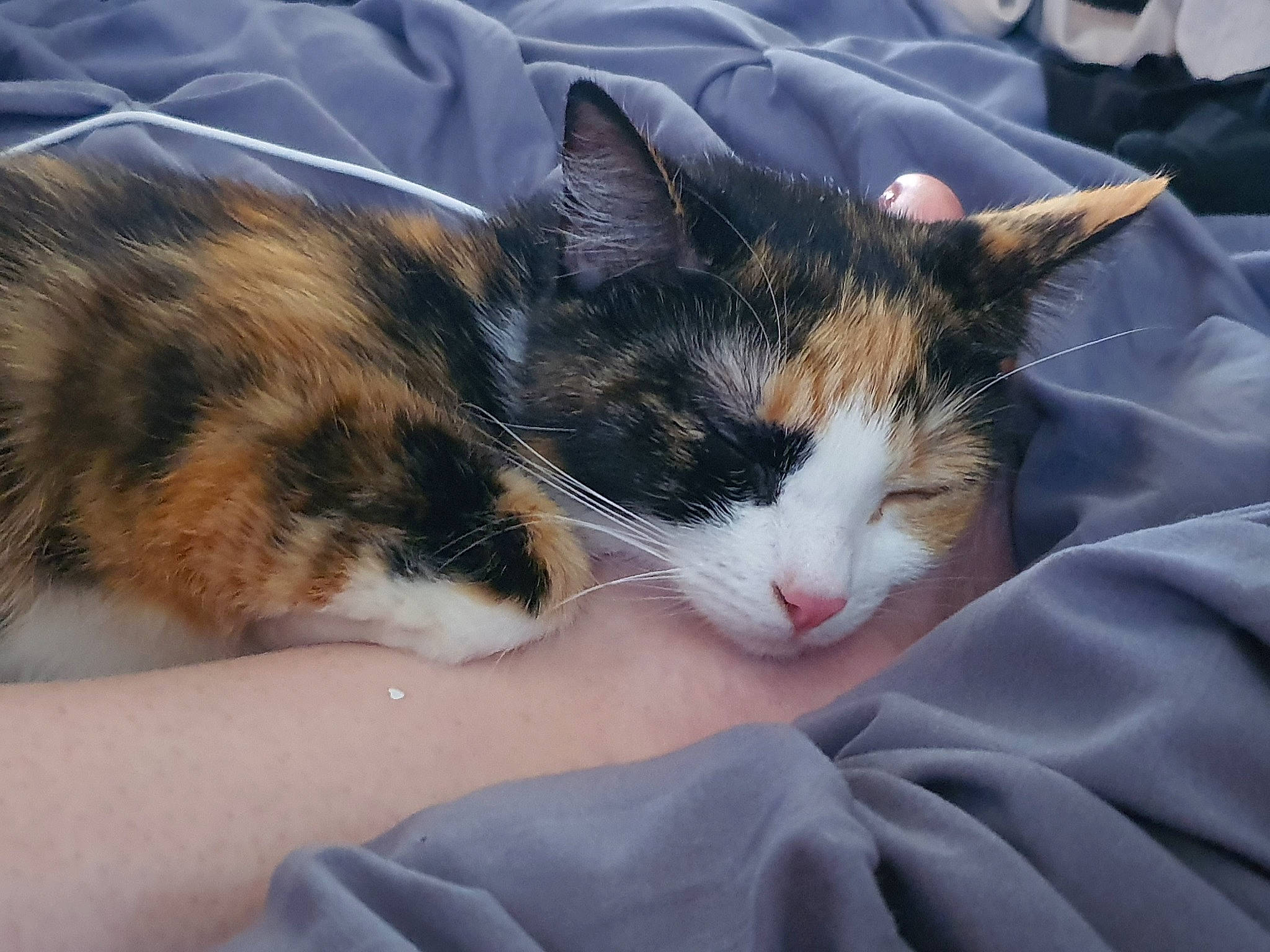 Missy is registered to the contest to win money with this photo: aegean_cat, american_wirehair, carnivore, cat, domestic_short_haired_cat, european_shorthair, eye, felidae, fur, german_rex, kitten, nap, polydactyl_cat, sky, sleep, small_to_medium_sized_cats, snout, tabby_cat, whiskers