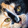 cat, calico, close_up, face, eyes, fur, whiskers, yellow_eyes, pet, animal, mammal, domestic_cat, cute, lying_down, texture, soft, nose, portrait, feline, resting