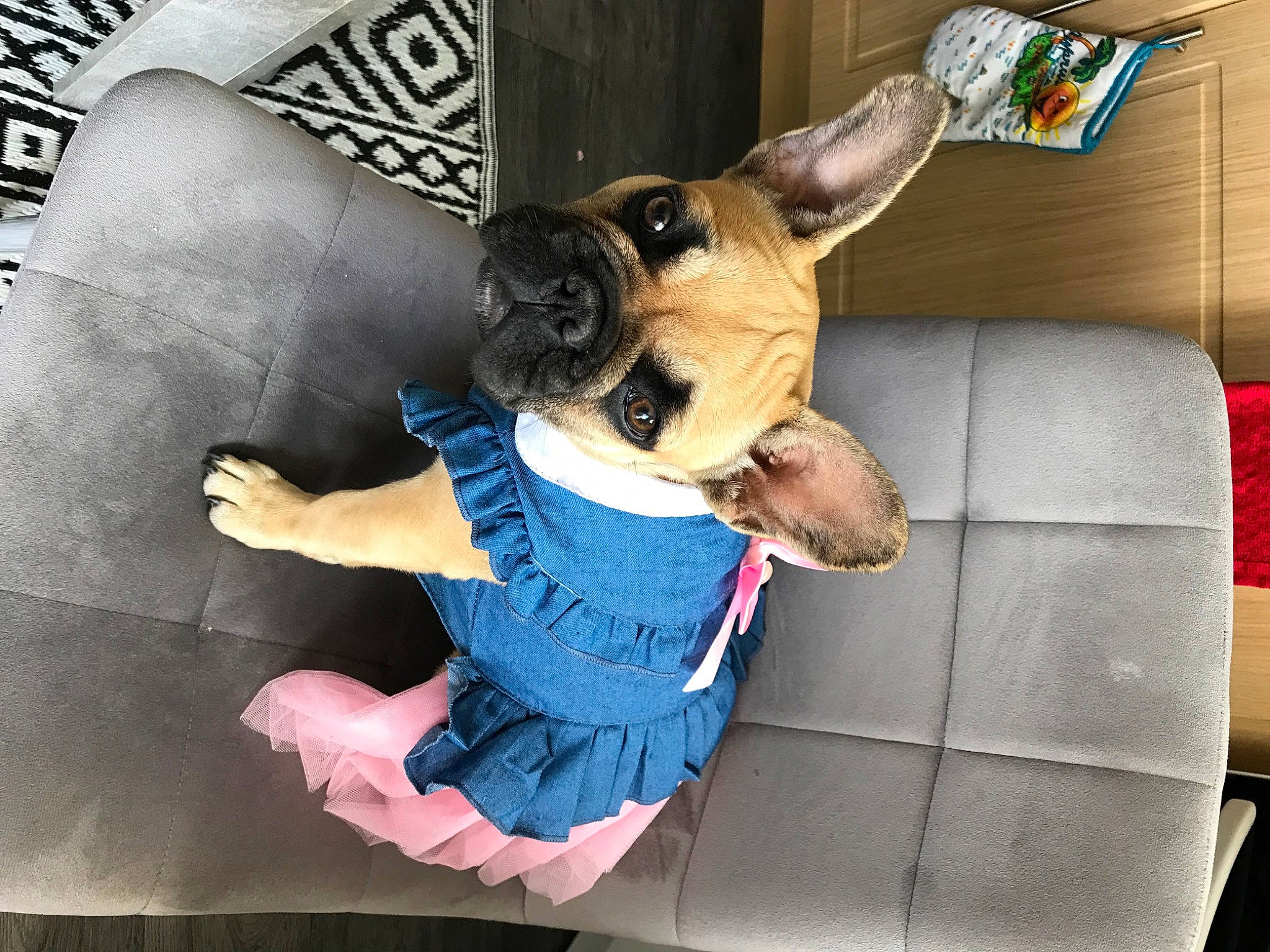 Bella is registered to the contest to win money with this photo: canidae, carnivore, chihuahua, comfort, companion_dog, couch, dog, dog_breed, dog_clothes, dog_supply, ear, fawn, fur, guard_dog, sleeve, snout, sporting_group, toy_dog, whiskers, working_animal