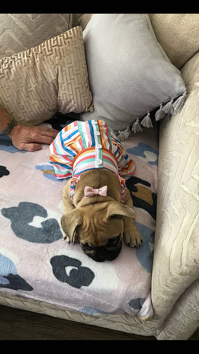 Bella is registered to the contest to win money with this photo: bed_sheet, bedding, canidae, carnivore, comfort, companion_dog, dog, fawn, felidae, flooring, fur, linens, nap, pattern, room, small_to_medium_sized_cats, textile, throw_pillow, wood, working_animal