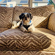 Alfie joined the competition — help win amazing prizes! dog, couch, sunlight, window, blue_sky, house, pet, indoor, furniture, canine, relaxing, domestic_animal, patterned_fabric, small_dog, shih_tzu, collar, daylight, resting, cozy, living_room