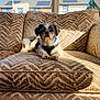 dog, couch, sunlight, window, blue_sky, house, pet, indoor, furniture, canine, relaxing, domestic_animal, patterned_fabric, small_dog, shih_tzu, collar, daylight, resting, cozy, living_room