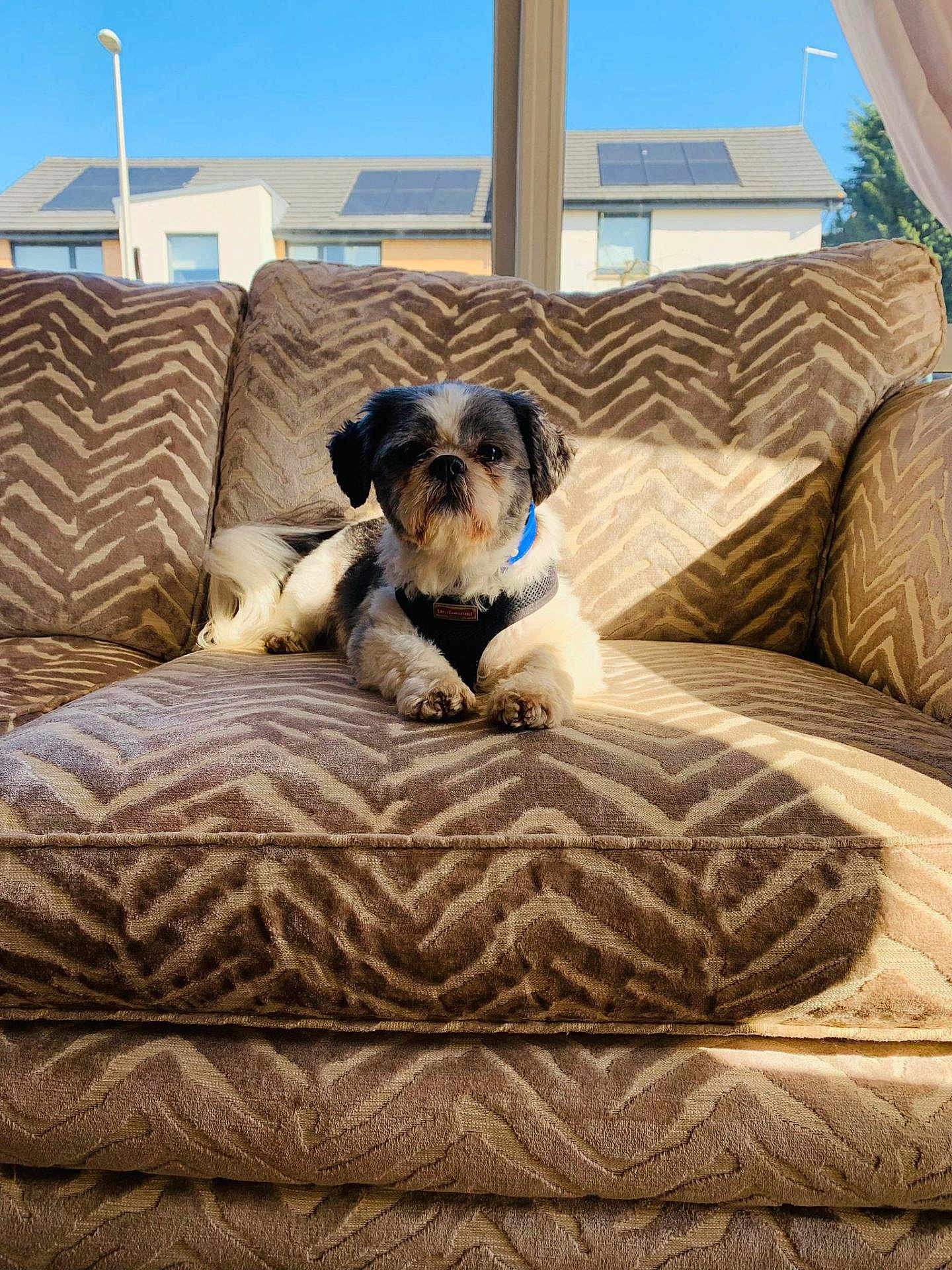 Alfie