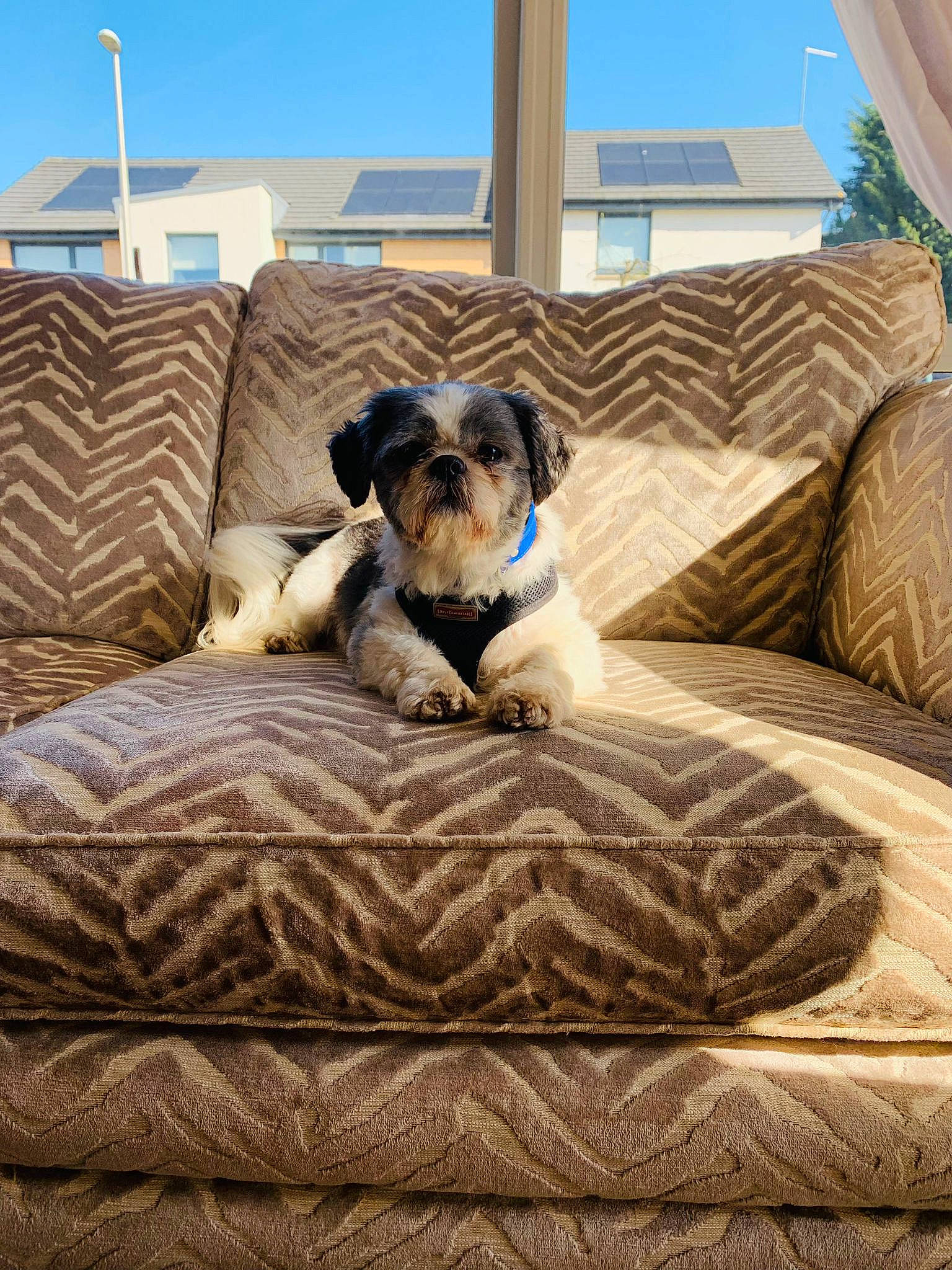 Alfie is registered to the contest to win money with this photo: carnivore, comfort, companion_dog, couch, dog, dog_breed, dog_supply, fawn, flooring, hardwood, house, interior_design, linens, living_room, room, shade, sky, sporting_group, window, wood