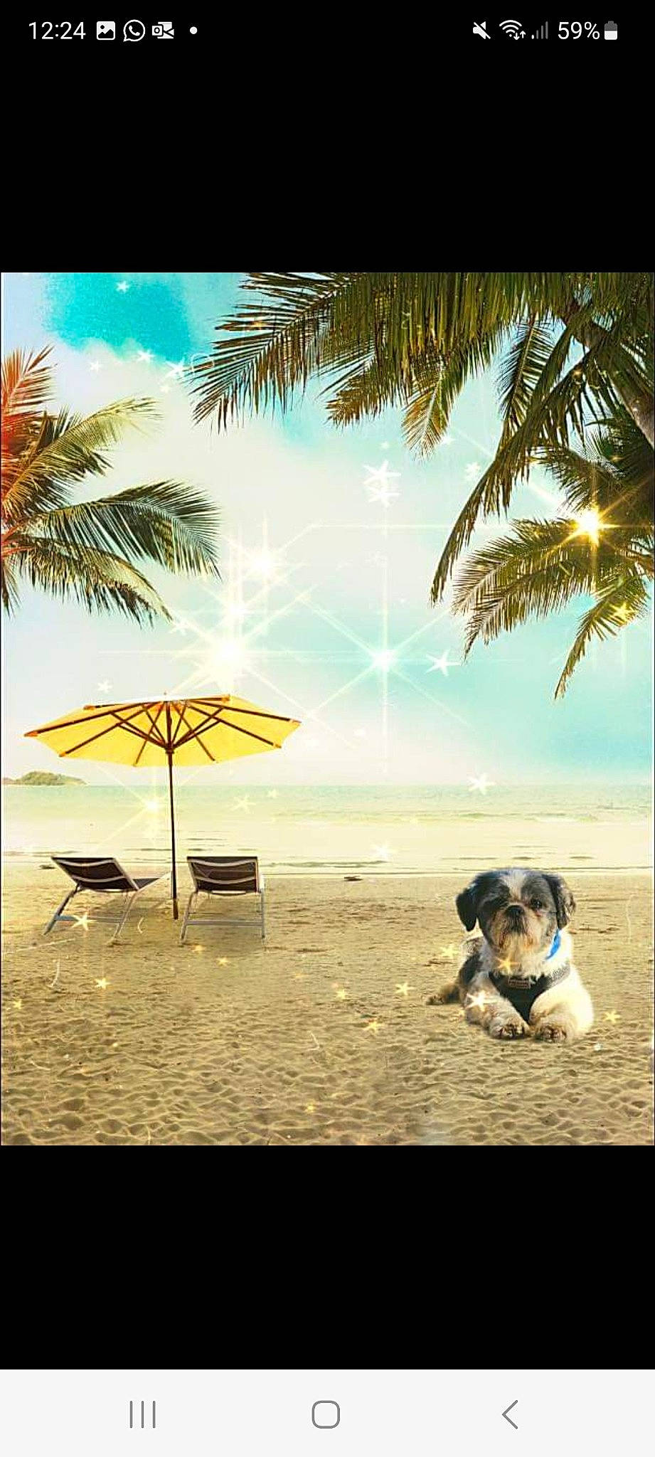 Alfie is registered to the contest to win money with this photo: arecales, beach, body_of_water, carnivore, cloud, coastal_and_oceanic_landforms, dog, dog_breed, fawn, leisure, outdoor_furniture, people_on_beach, photograph, plant, shade, sky, sunlight, travel, tree, umbrella