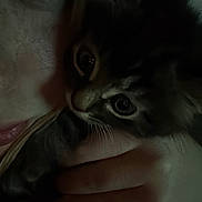 Alora joined the competition — help win amazing prizes! animal, cat, closeup, cozy, curious, dark, expression, eyes, face, feline, hand, indoor, intimate, kitten, person, pet, portrait, shadow, snuggle, whiskers