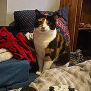 Godzilla Or Zilly is registered to the contest to win money with this photo: animal, blanket, calico_cat, cat, closeup, clothing, couch, cozy, curious, domestic, furniture, gaming_controller, indoor, living_room, pet, pillow, remote_control, sitting, textile, wooden_cabinet