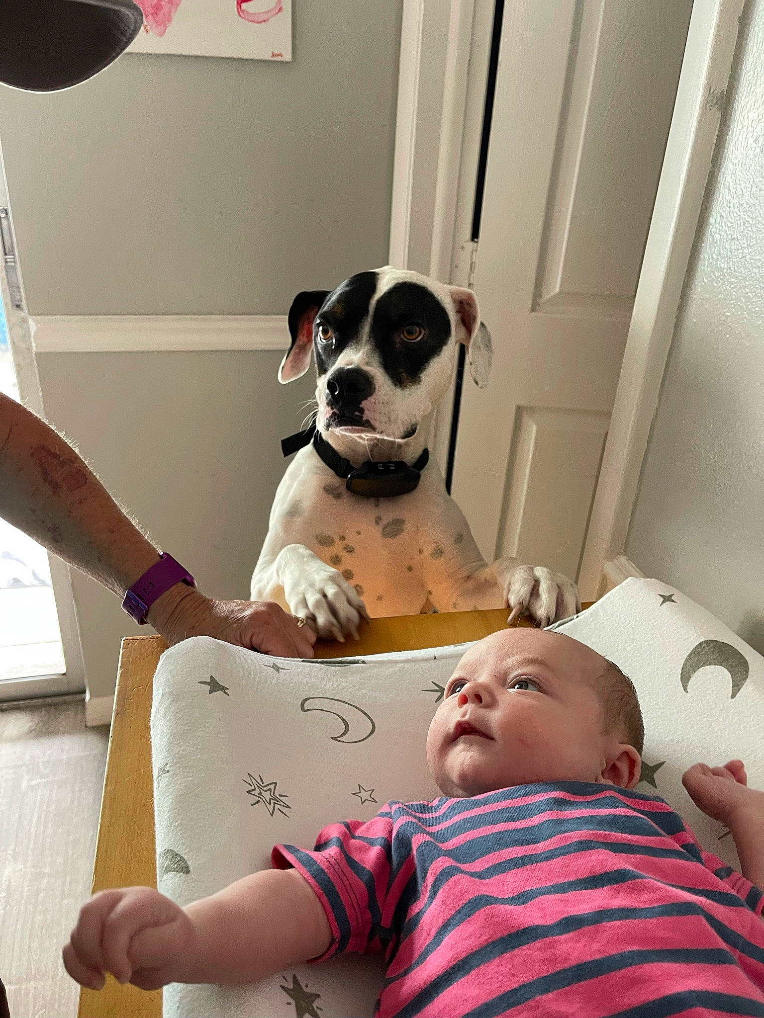 Barkley joined the competition — help win amazing prizes! baby, carnivore, child, comfort, companion_dog, couch, dog, dog_breed, door, fawn, floor, flooring, human_leg, living_room, mammal, room, sitting, thigh, toddler, white