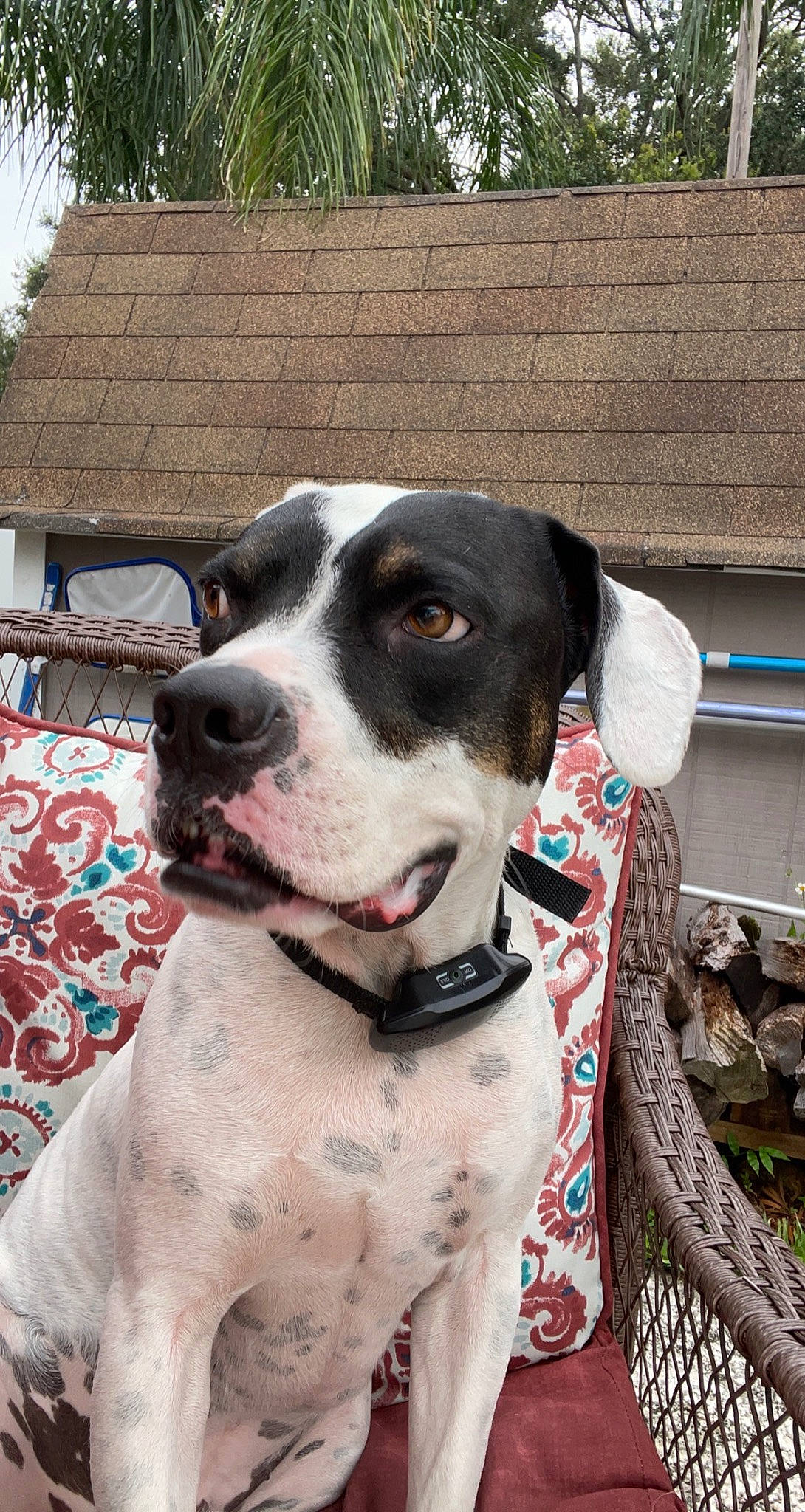 Barkley is registered to the contest to win money with this photo: canidae, carnivore, collar, companion_dog, dog, dog_breed, dog_collar, dog_supply, fawn, hunting_dog, non_sporting_group, plant, snout, sporting_group, tree, window, working_animal, working_dog