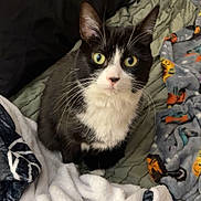 Cookie is registered to the contest to win money with this photo: cat, tuxedo_cat, black_and_white, pet, indoor, bed, blanket, bedding, pillow, whiskers, green_eyes, fur, portrait, looking_up, curious, cozy, fabric, soft_texture, fleece_blanket, bedroom