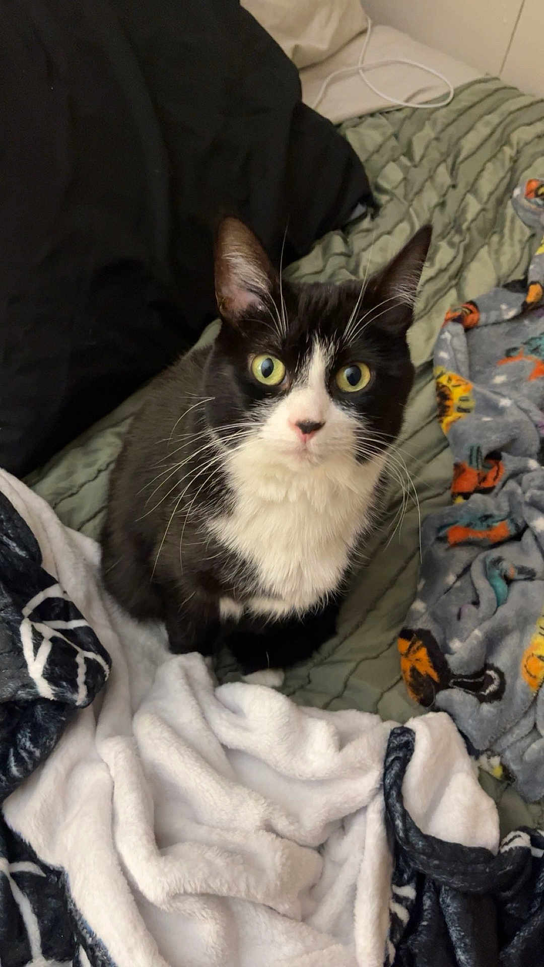 Cookie is registered to the contest to win money with this photo: cat, tuxedo_cat, black_and_white, pet, indoor, bed, blanket, bedding, pillow, whiskers, green_eyes, fur, portrait, looking_up, curious, cozy, fabric, soft_texture, fleece_blanket, bedroom