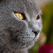 Lilou participe au concours pour gagner de l'argent avec cette photo : cat, gray_cat, close_up, profile, yellow_eyes, fur, whiskers, animal, pet, mammal, face, portrait, soft_focus, nature, indoor, domestic_cat, cute, feline, closeup, background_blur