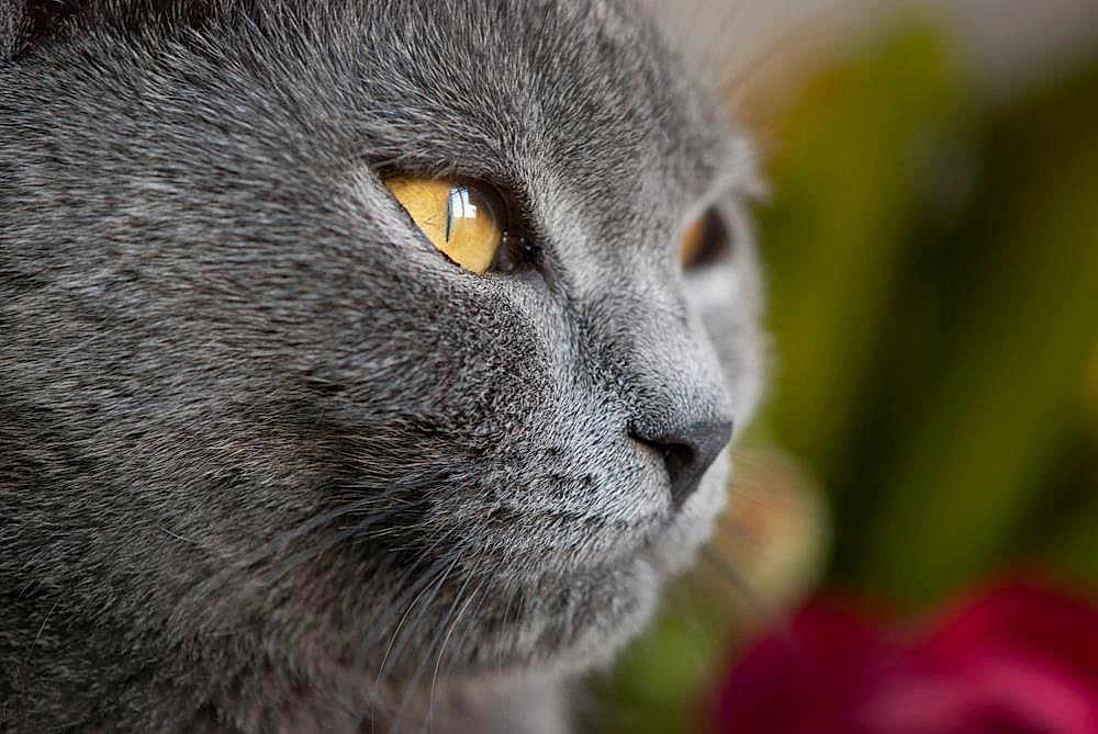 Lilou participe au concours pour gagner de l'argent avec cette photo : cat, gray_cat, close_up, profile, yellow_eyes, fur, whiskers, animal, pet, mammal, face, portrait, soft_focus, nature, indoor, domestic_cat, cute, feline, closeup, background_blur