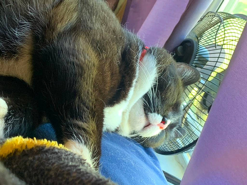 Tommy is registered to the contest to win money with this photo: carnivore, cat, claw, comfort, domestic_short_haired_cat, felidae, foot, fur, grass, human_leg, lap, nap, paw, sitting, small_to_medium_sized_cats, snout, tail, terrestrial_animal, thigh, whiskers