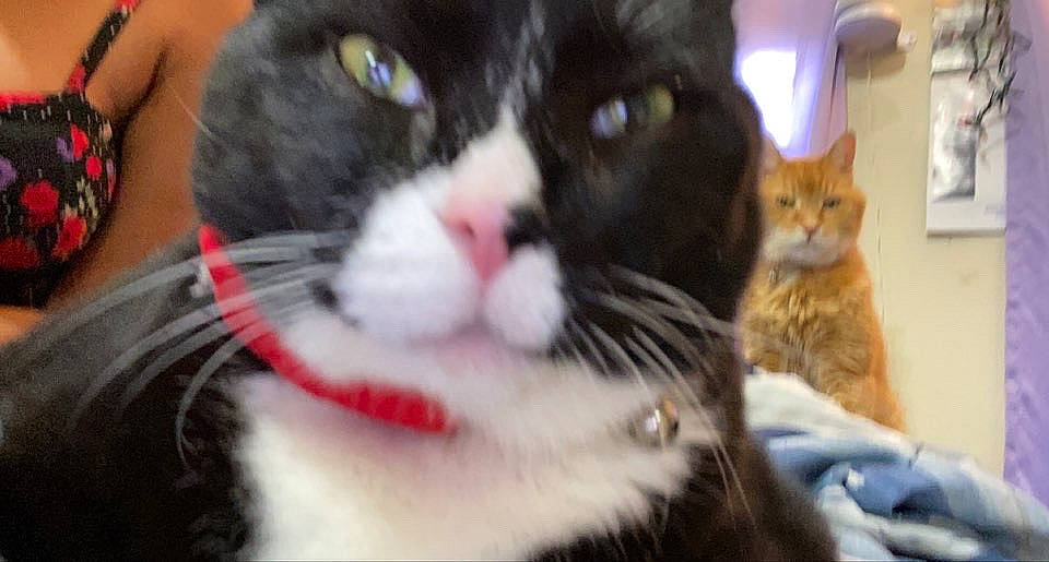 Tommy is registered to the contest to win money with this photo: carnivore, cat, claw, collar, comfort, domestic_short_haired_cat, felidae, foot, fur, paw, small_to_medium_sized_cats, snout, tail, terrestrial_animal, whiskers