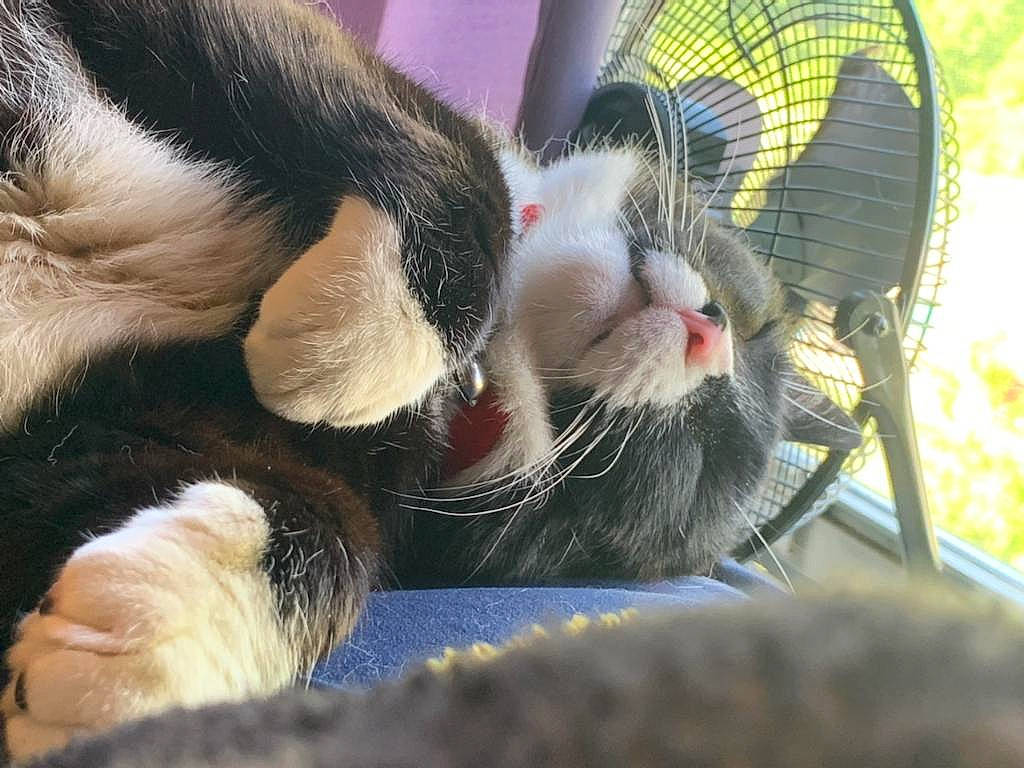 Tommy joined the competition — help win amazing prizes! animal_shelter, carnivore, cat, claw, comfort, domestic_short_haired_cat, felidae, foot, fur, grass, lap, mesh, nap, paw, pet_supply, plant, small_to_medium_sized_cats, snout, tail, whiskers