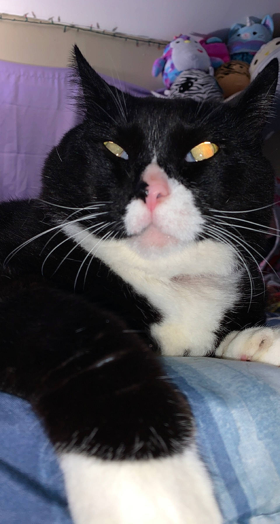 Tommy is registered to the contest to win money with this photo: carnivore, cat, claw, comfort, domestic_short_haired_cat, eye, felidae, fur, iris, mammal, small_to_medium_sized_cats, snout, tail, terrestrial_animal, vertebrate, whiskers