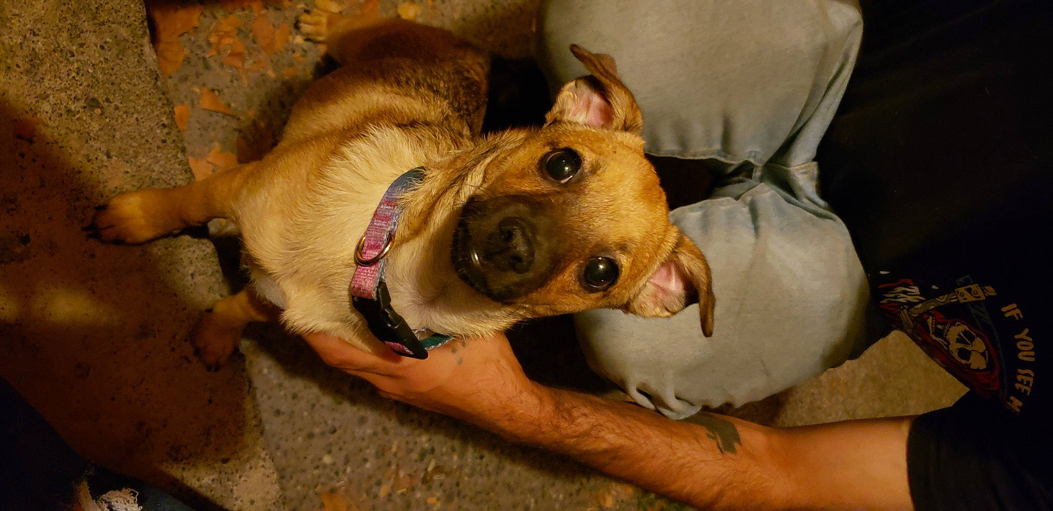 Queen B is registered to the contest to win money with this photo: canidae, carnivore, companion_dog, dog, dog_breed, dog_supply, ear, fawn, fur, guard_dog, jaw, non_sporting_group, paw, snout, sporting_group, whiskers, working_animal