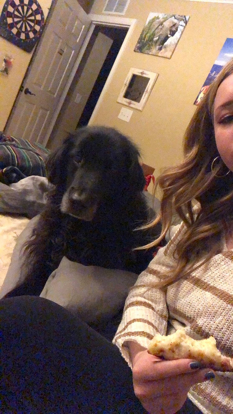 Terrapin joined the competition — help win amazing prizes! canidae, carnivore, companion_dog, dog, dog_breed, english_cocker_spaniel, flat_coated_retriever, spaniel, sporting_group