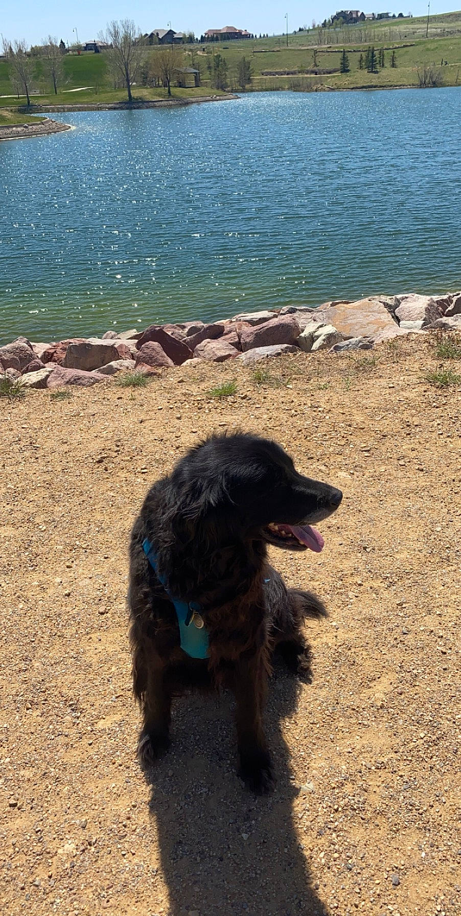 Terrapin joined the competition — help win amazing prizes! boykin_spaniel, canidae, carnivore, dog, dog_breed, flat_coated_retriever, newfoundland, spaniel, sporting_group