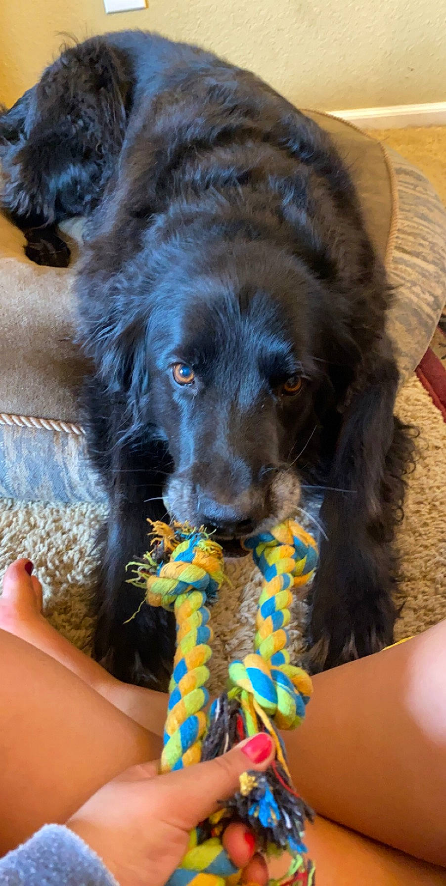 Terrapin is registered to the contest to win money with this photo: boykin_spaniel, canidae, carnivore, dog, dog_breed, english_cocker_spaniel, field_spaniel, flat_coated_retriever, german_spaniel, rare_breed_dog, setter, spaniel, sporting_group