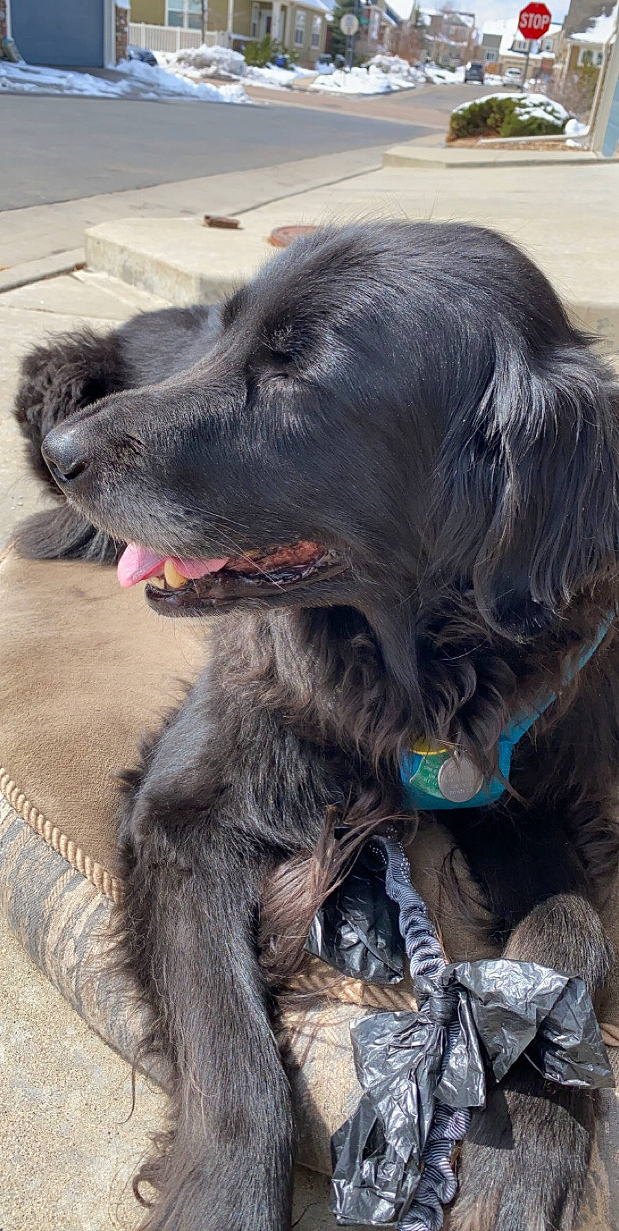 Terrapin joined the competition — help win amazing prizes! blue_picardy_spaniel, canidae, carnivore, companion_dog, dog, dog_breed, flat_coated_retriever, retriever, snout, spaniel, sporting_group