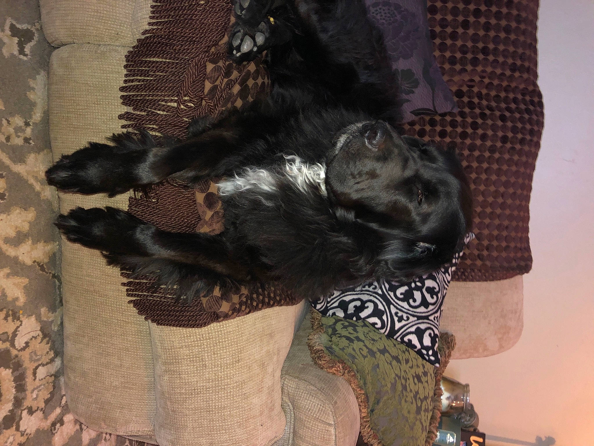 Bear is registered to the contest to win money with this photo: canidae, cat, fur, sporting_group, tail