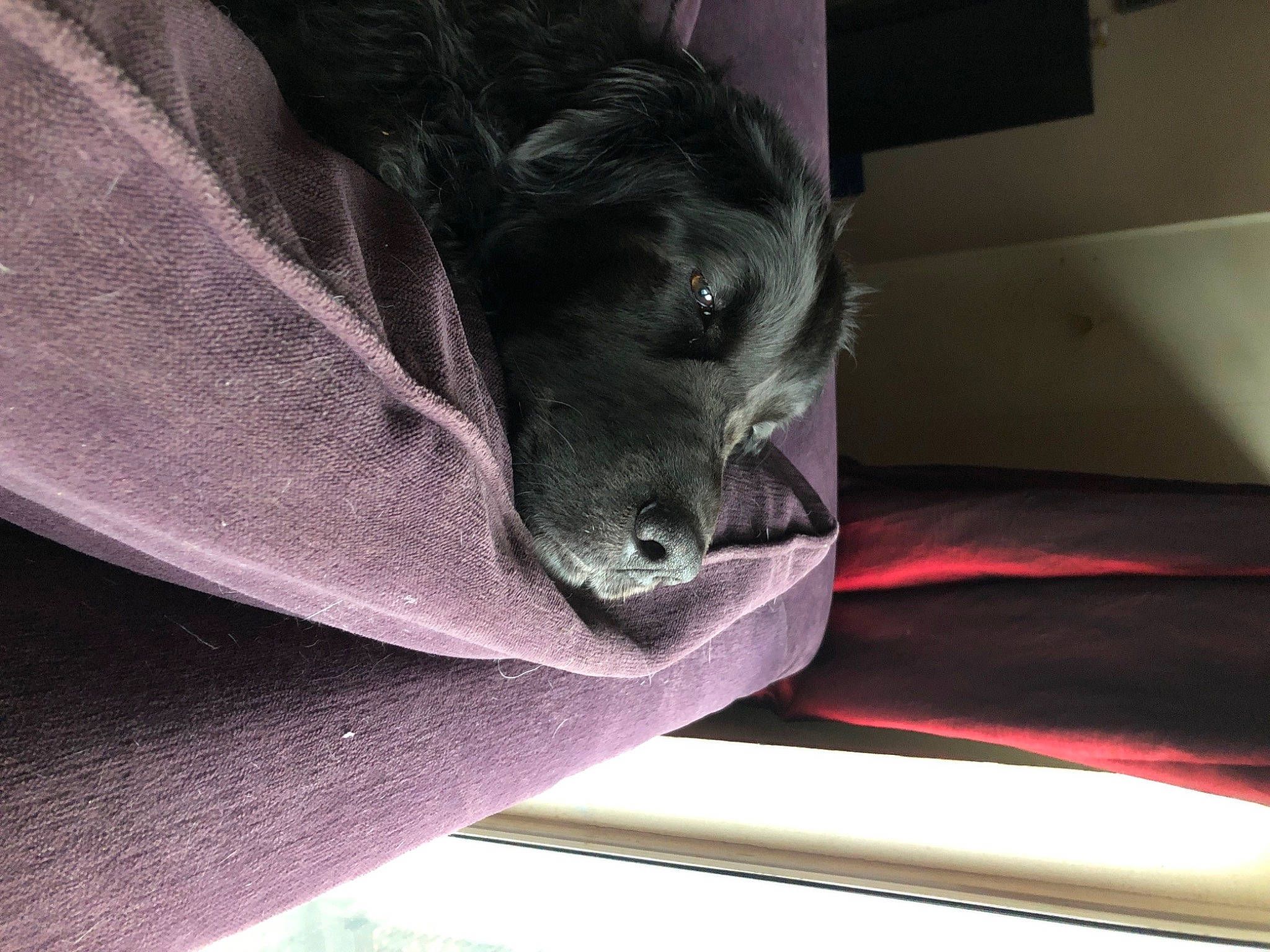 Bear is registered to the contest to win money with this photo: canidae, carnivore, companion_dog, dog, dog_breed, guard_dog, labrador_retriever, purple, retriever, snout, sporting_group, window