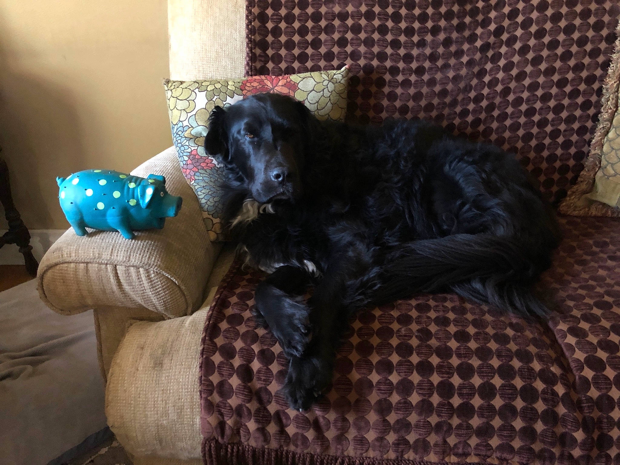 Bear joined the competition — help win amazing prizes! canidae, carnivore, companion_dog, couch, dog, dog_breed, english_cocker_spaniel, flat_coated_retriever, spaniel, sporting_group