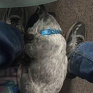 Bandit is registered to the contest to win money with this photo: dog, blue_collar, carpet, glass_table, person, feet, shoes, jeans, blanket, indoor, resting, curled_up, speckled_fur, cozy, home, floor, casual, relaxing, pet, companion