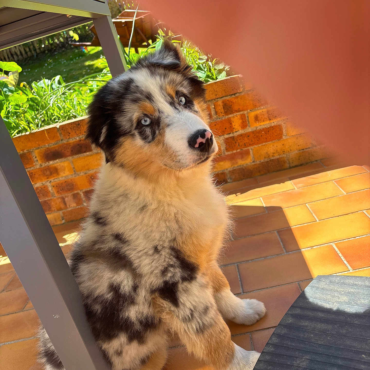 Rio a rejoint le concours — aidez-le/la à gagner de superbes lots ! animal, australian_shepherd, blue_eyes, brick_wall, curious, dog, ear, fence, fluffy, fur, garden, nose, outdoor, patio, pet, puppy, shadow, sitting, sunlight, tile_floor