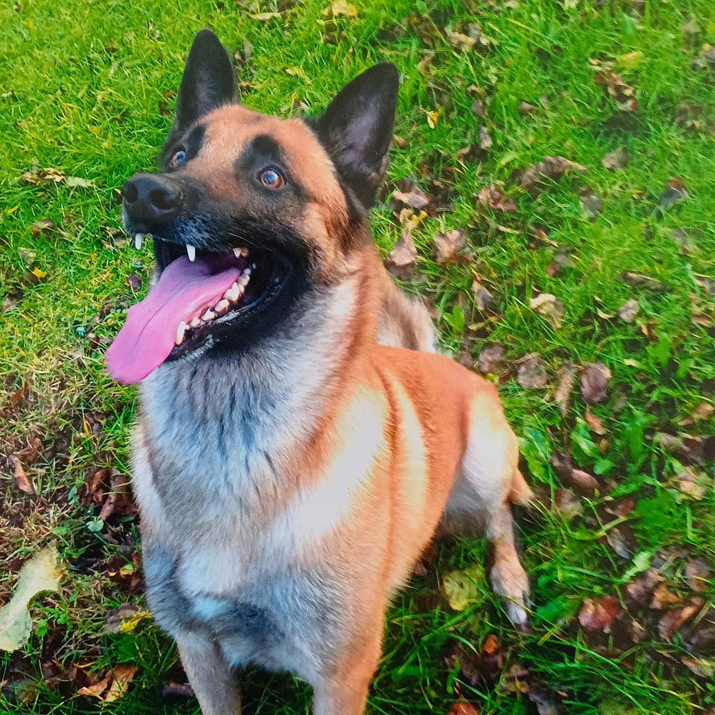 Enox a rejoint le concours — aidez-le/la à gagner de superbes lots ! alert, animal, belgian_malinois, black, brown, canine, dog, ears, eyes, fur, grass, happy, leaf, nature, outdoor, pet, playful, sitting, summer, tongue_out