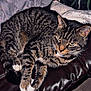 Diamond is registered to the contest to win money with this photo: cat, tabby_cat, pet, paws, whiskers, sofa, blanket, cushion, leather, indoor, cozy, lounging, stripes, fur, close_up, relaxed, sleepy, home, portrait, feline