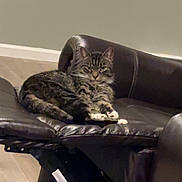 Diamond joined the competition — help win amazing prizes! cat, tabby_cat, pet, recliner, leather_chair, living_room, wood_floor, paws, whiskers, cozy, indoor, furniture, upholstery, sleepy, stare, ears, tail, mammal, relaxing, household_item