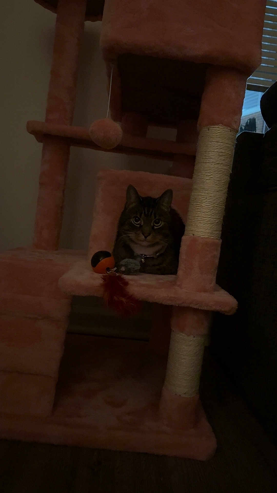 Diamond joined the competition — help win amazing prizes! cat, cat_tree, pet, indoor, toy, pink, tabby, whiskers, green_eyes, sitting, perched, cozy, scratching_post, feather_toy, ball, soft_fabric, dimly_lit, window_blinds, floor, furniture